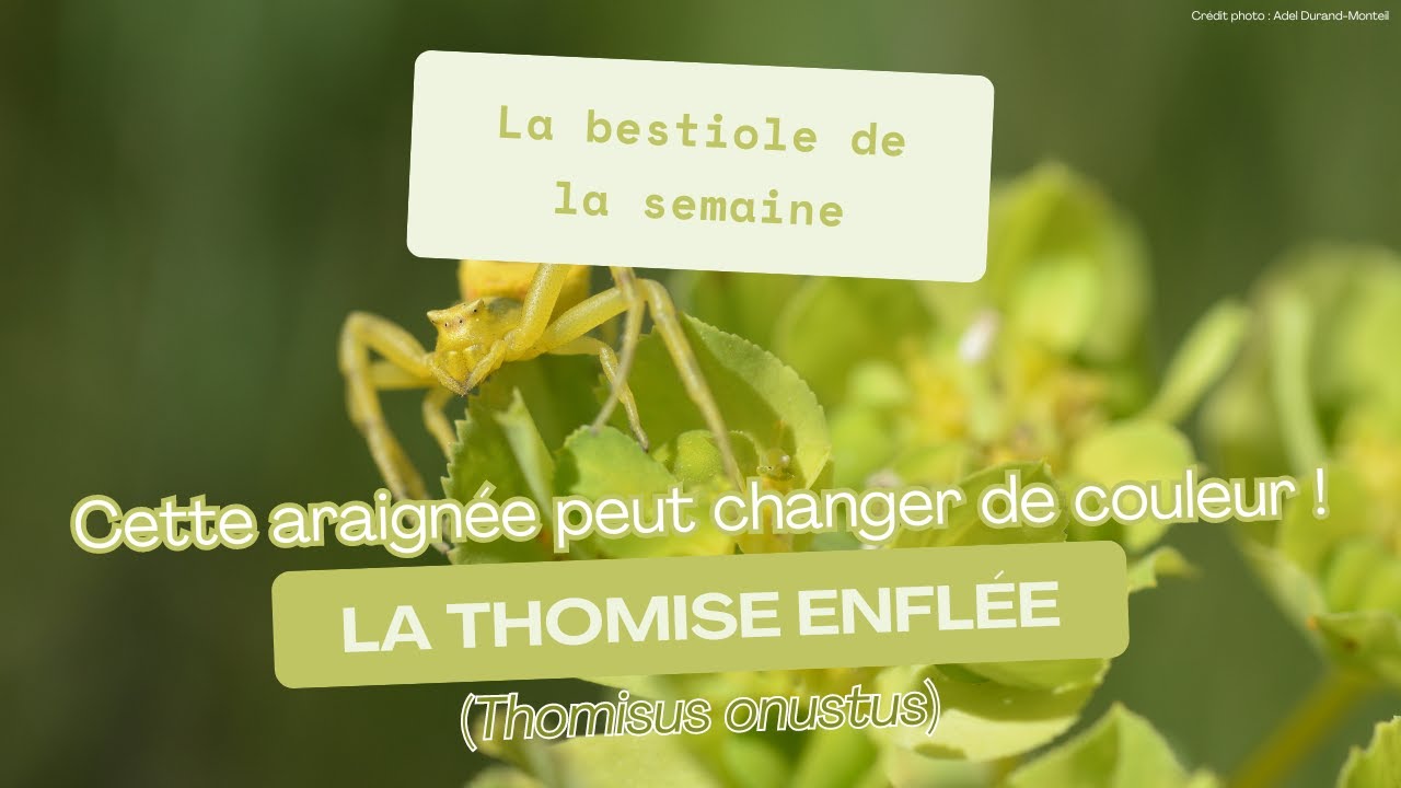 Le Thomise enflé, une araignée capable de changer de couleur !