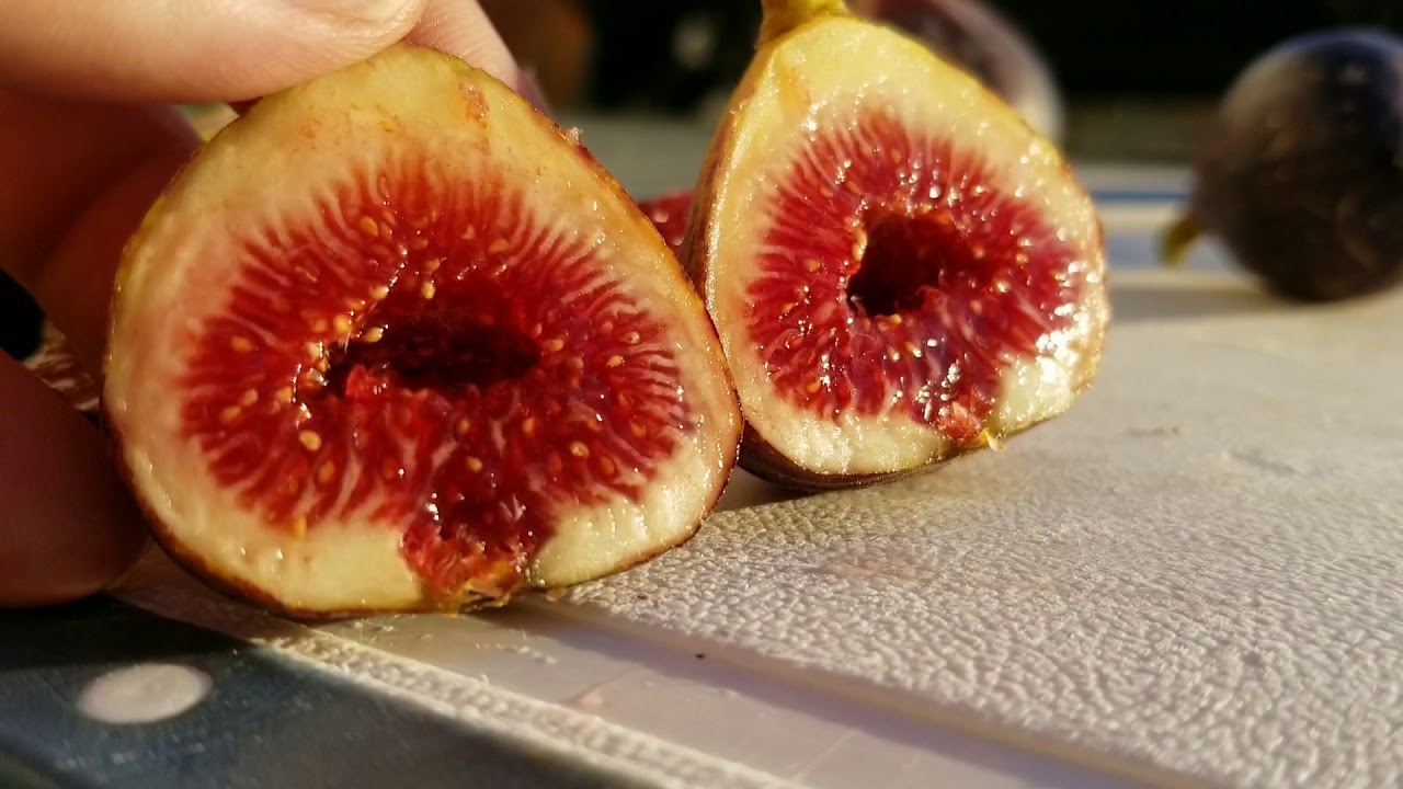 Black Madeira Fig Comparison