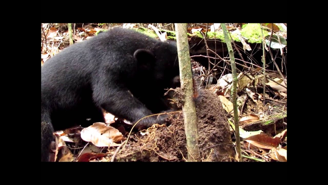Sun Bear Diet | Sun Bear Digging For And Eating Termites For Food | BSBCC