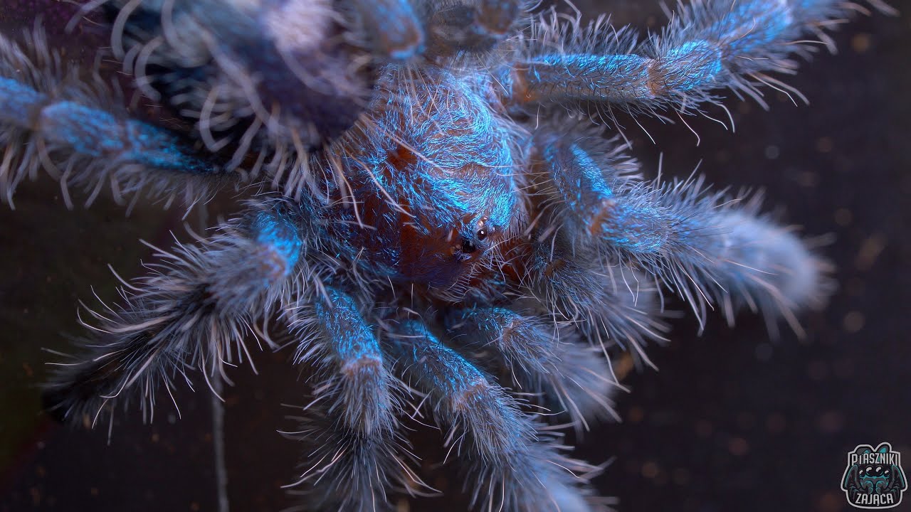 Zjawiskowe Caribeny  🤩 Oraz samiczka Sericopelma!