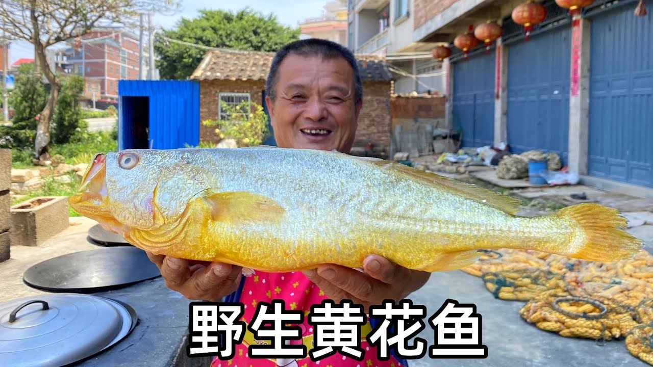 價值18000的野生黃花魚，堪比金條，阿胖山拍攝以來最貴的魚