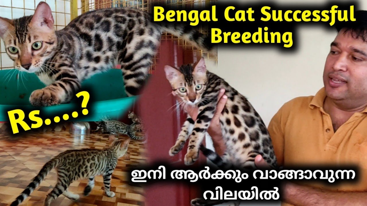 🐱Bengal Cat വിലക്കുറവിൽ 🤩 സാധാരണകാർക്ക് വാങ്ങാൻ പറ്റിയ രീതിയിൽ 😍