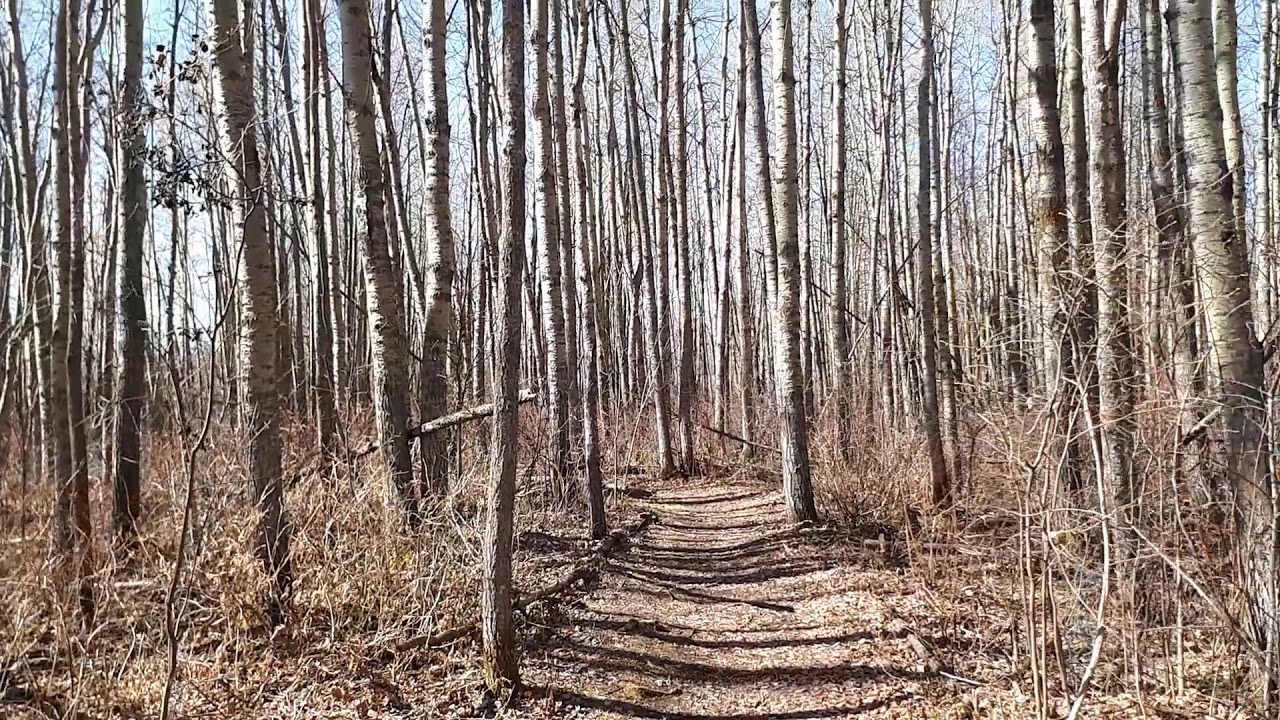 walk with me in Clifford E. Lee wetland sanctuary/