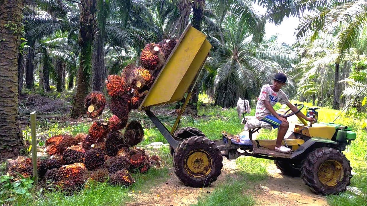 Begini Alat Yang Dipakai Langsir Sawit Ditempat Kerja Saya