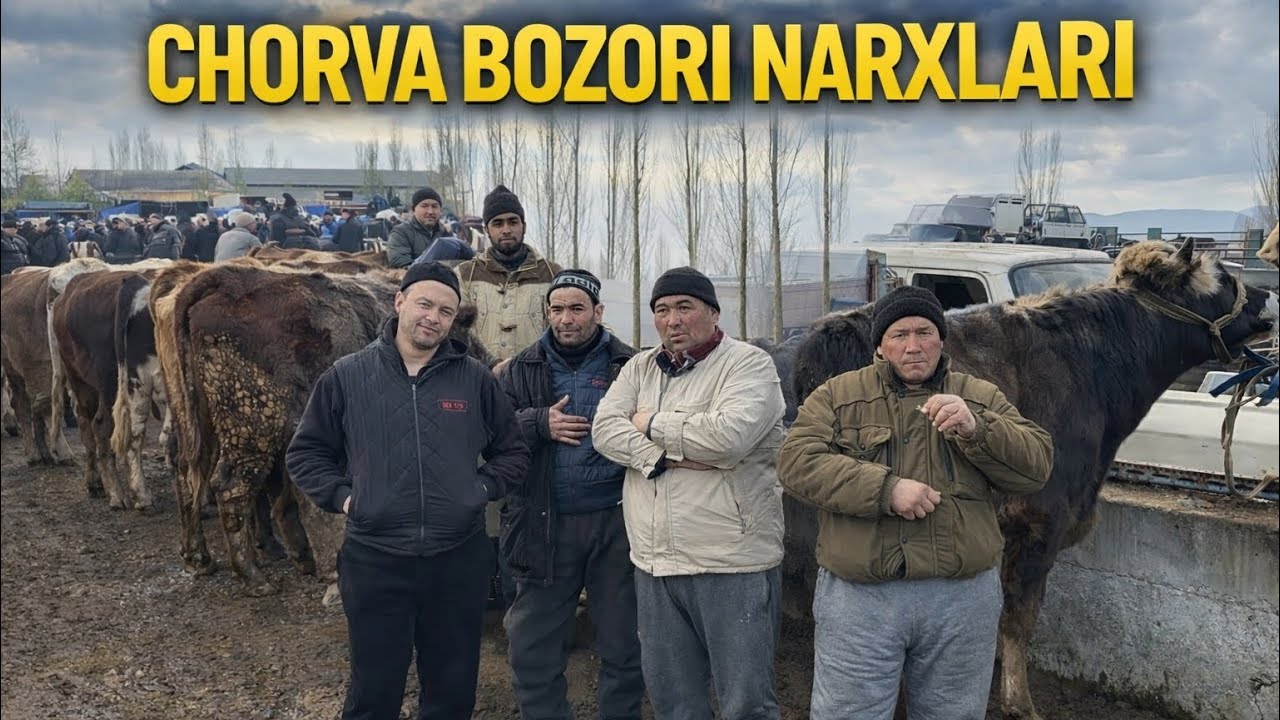 AVVAL CHORVA BOZORI BUQALAR VA HUNAJINLAR NARXLARI.14 февраля 2026 г.