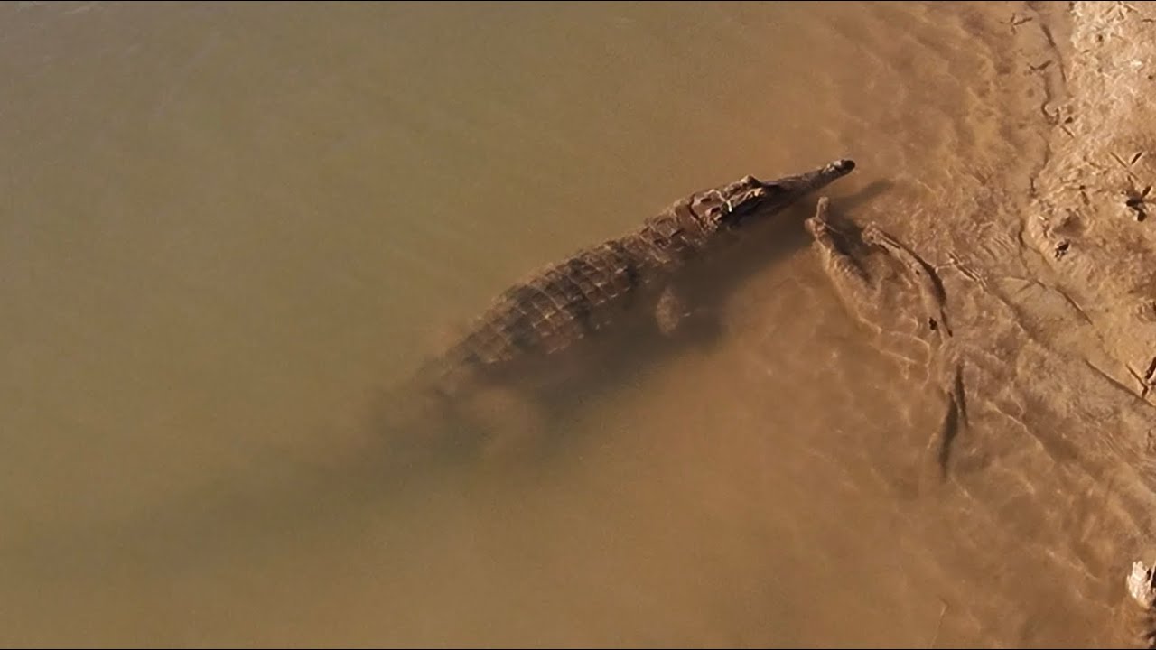 Croc at Telegraph Pools Fitzroy River