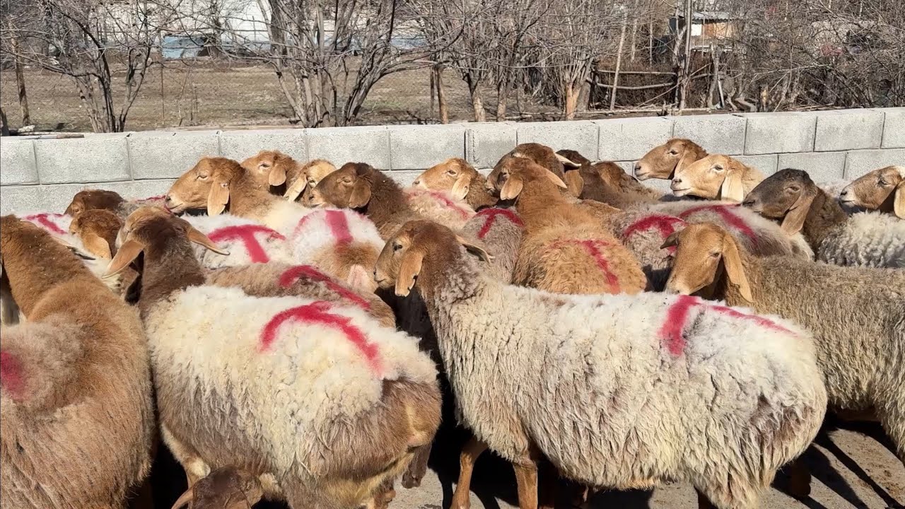 4700 DAN BO’G’OZ SOVLIQLAR 100 BOSH KELDI JAMSHIT ARZONCHIGA 
