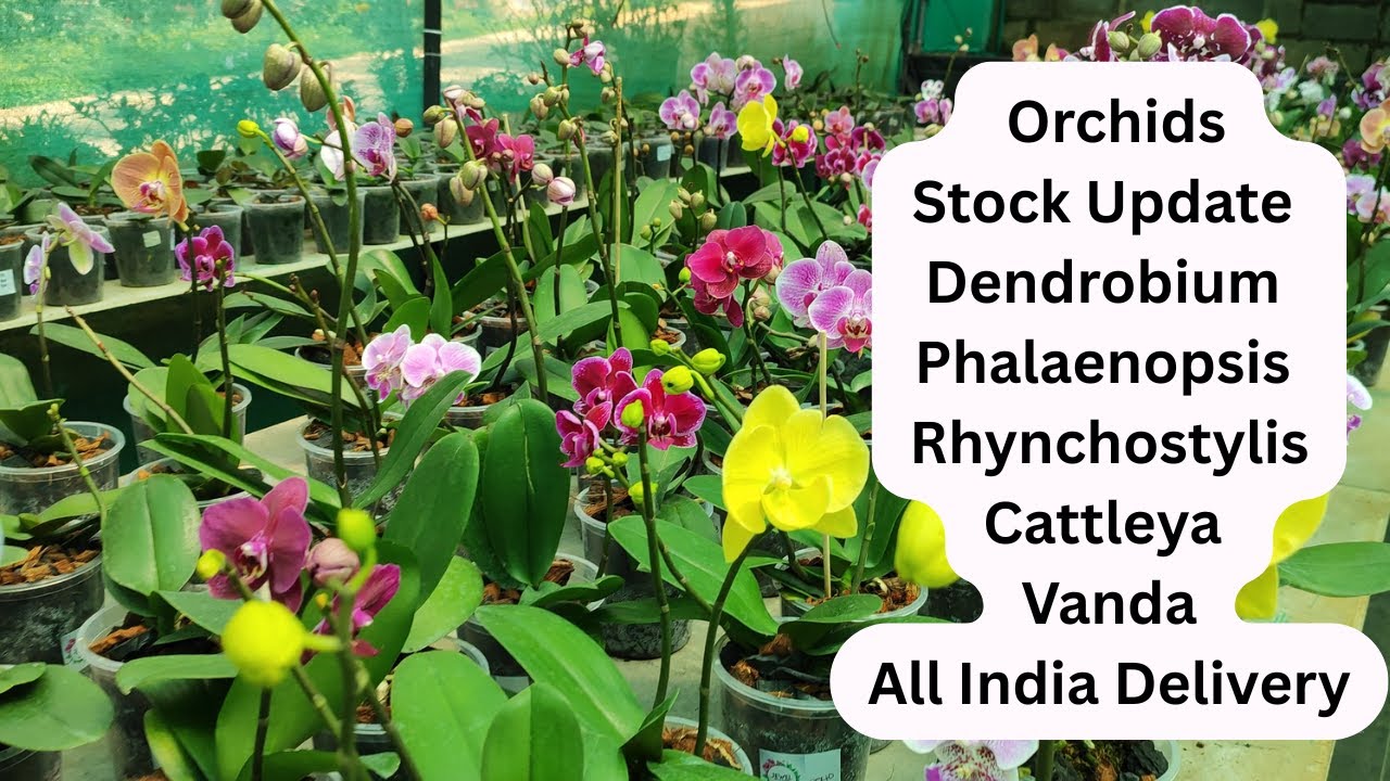 Orchids Available I Jewel Orchid Wayanad #dendrobium #phalaenopsis #vanda #orchid #cattleya