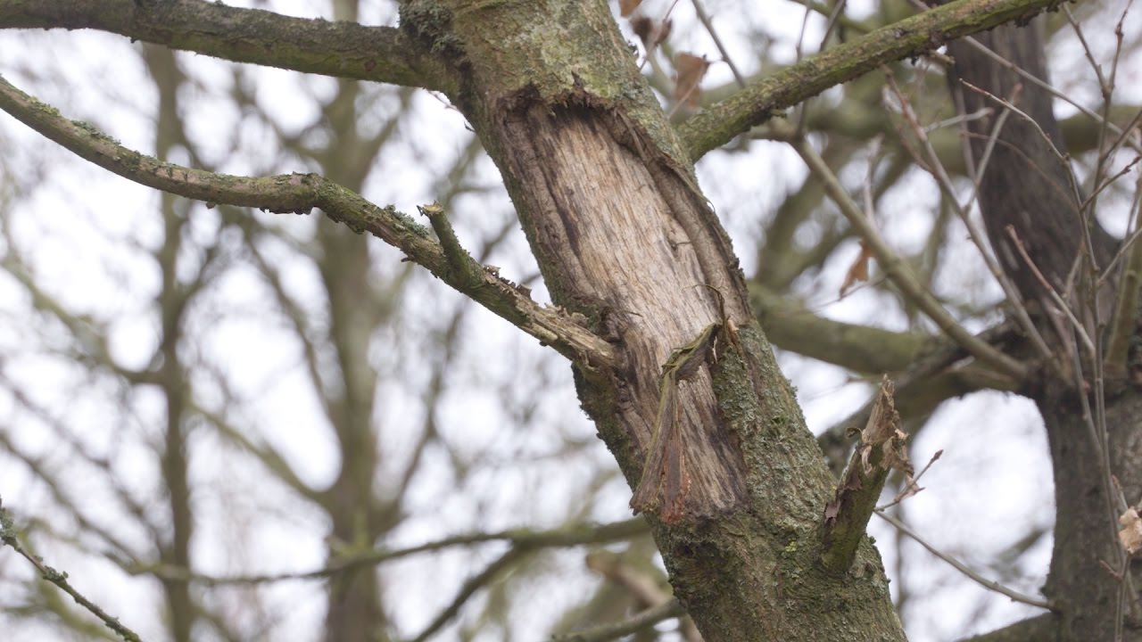 Grey squirrel damage. A menace to trees.