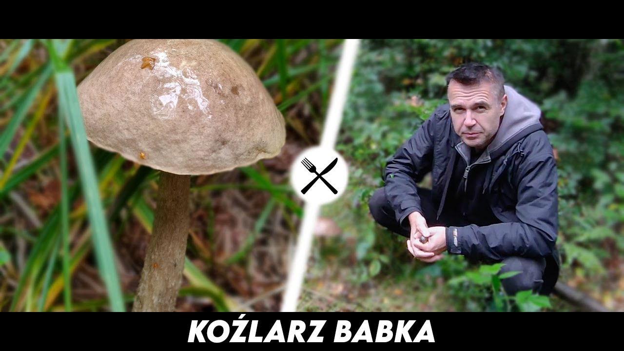 Koźlarz Babka - najpopularniejszy kozak na dzielni!