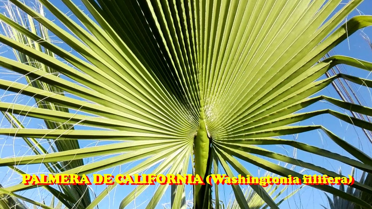 MATERIAL QUE USO PARA MIS NIDOS DE AGAPORNIS - PARTE 2 - HOJA DE PALMERA