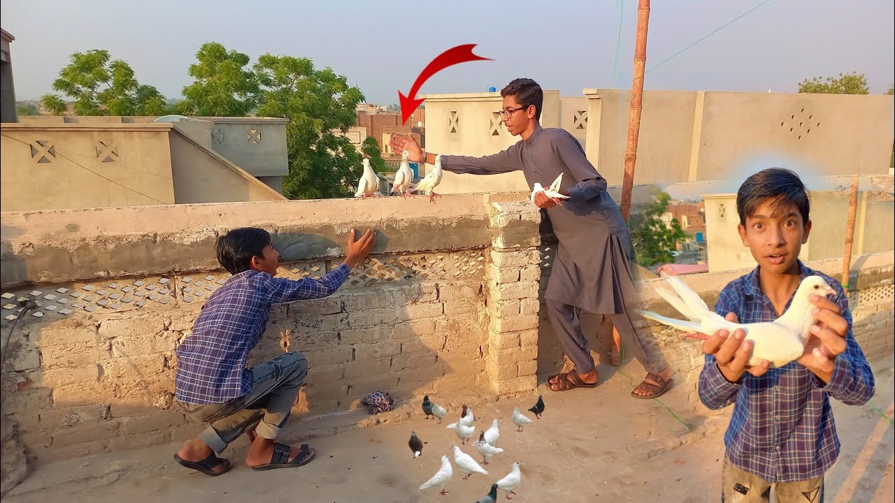 Ek Or Kabootar Pakar Lea😍 | How To Catch Pigeon By Hand