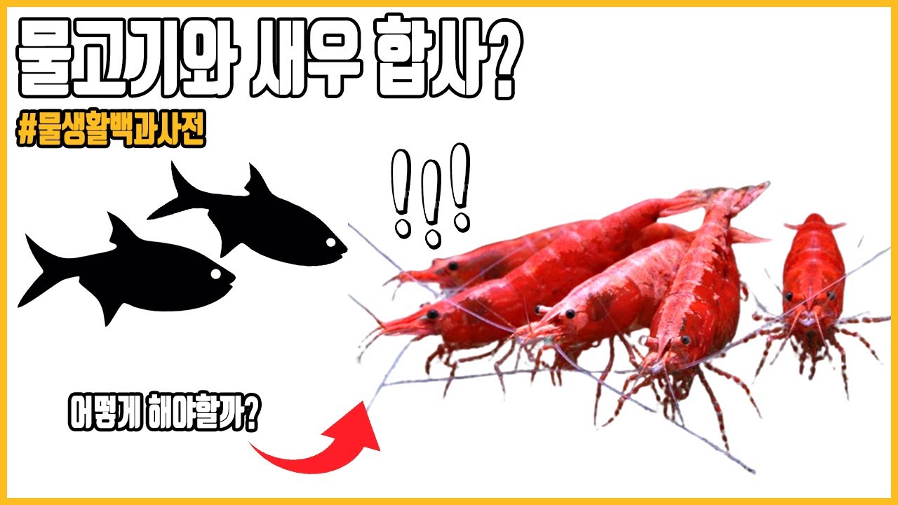 물고기와 새우의 합사? 이 영상으로 쉽게 알아봅니다. [#물생활백과사전 ]