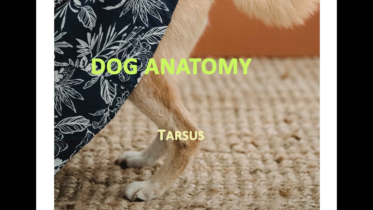 Anatomy of Dog Tarsal Bones or Tarsus Region | Veterinary Anatomy | Dog Hindlimb