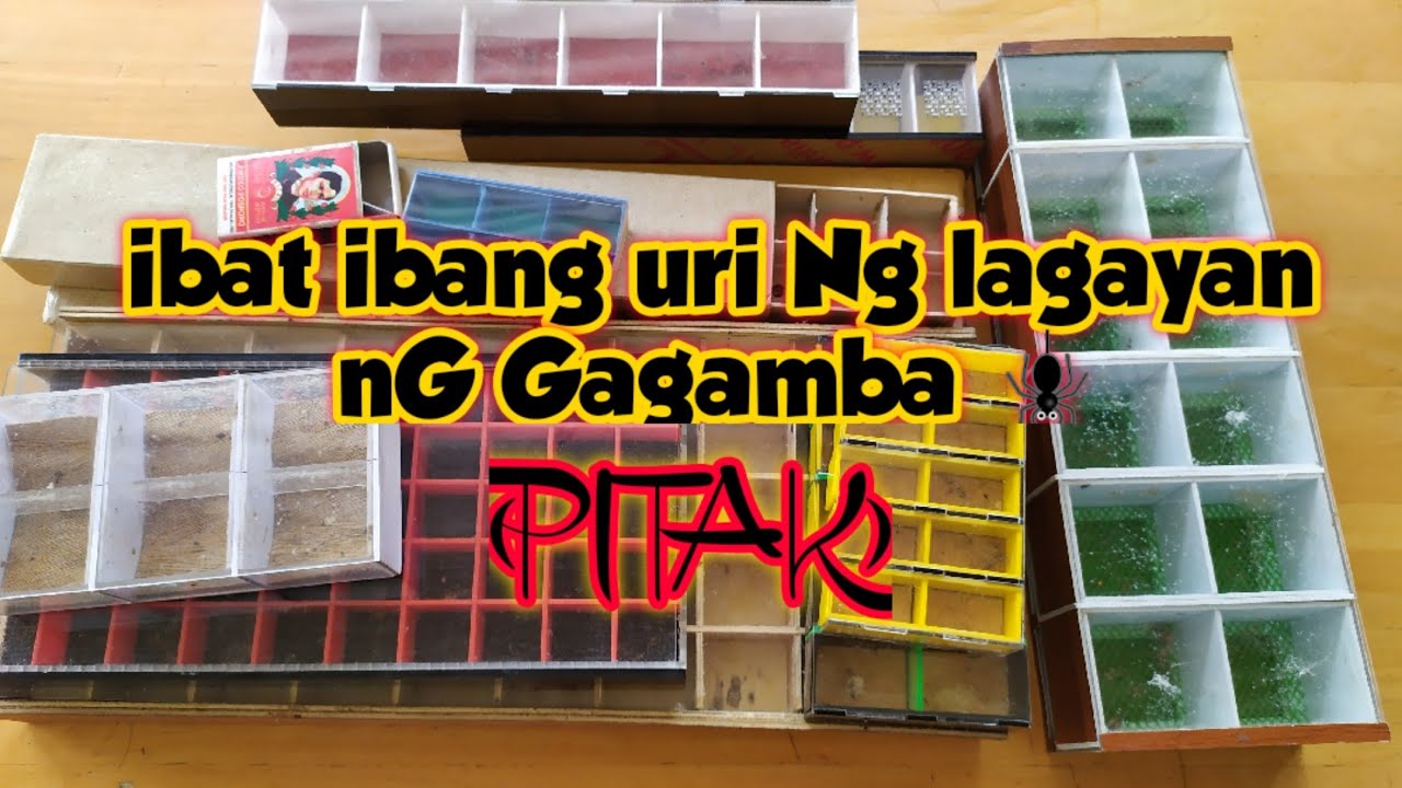 Top 12 PITAK. - ibat ibang uri na lalagyan ng Gagamba