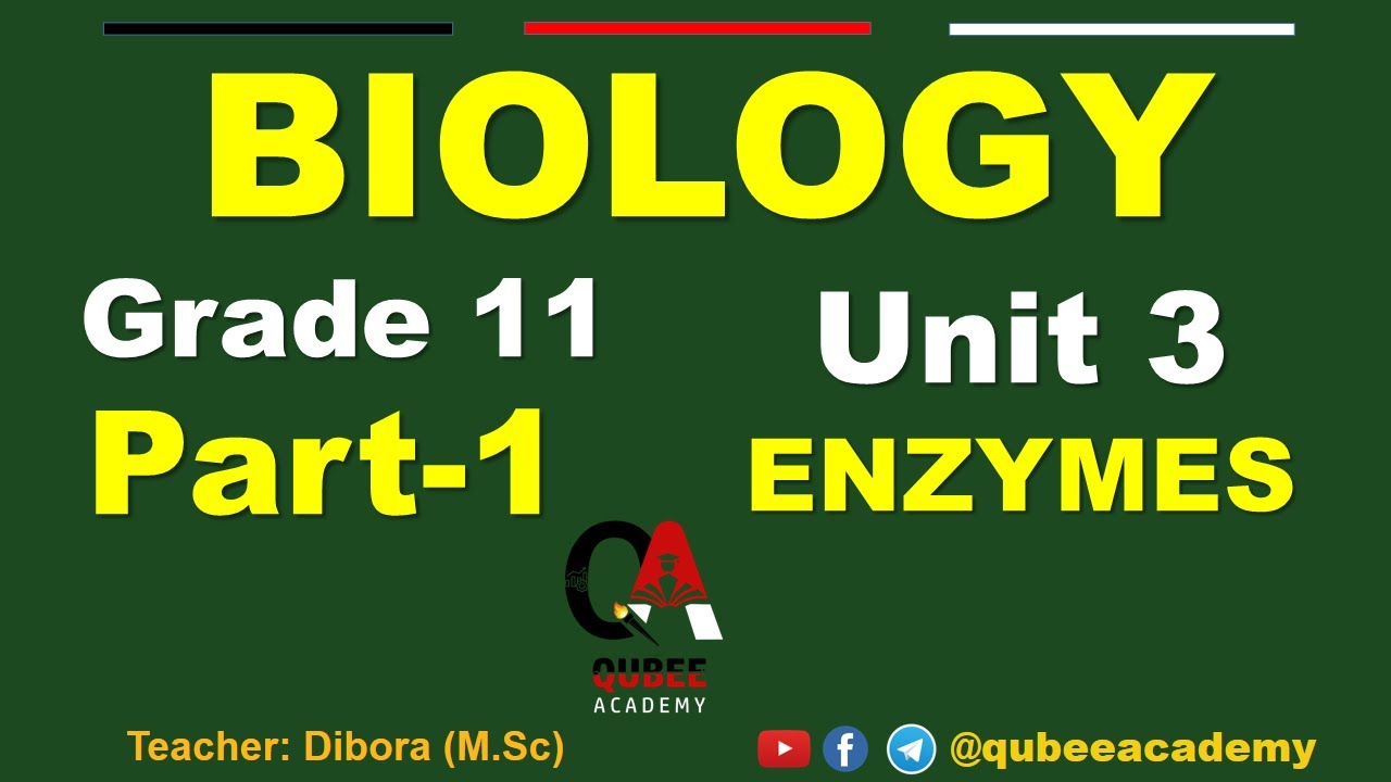 1. Grade 11 Biology Unit 3 : Enzymes | Part 1 : What are Enzymes | Afaan Oromoo @QUBEEDIGITAL