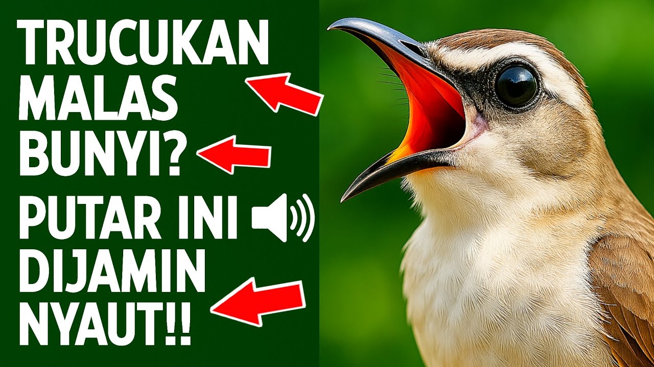 Masteran trucukan gacor ngalas tarung ropel paling bagus untuk pancingan trucukan agar bunyi nyaut
