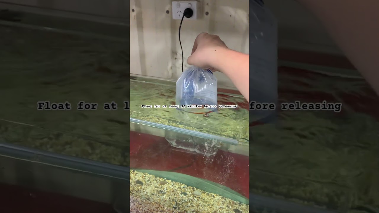 How to Acclimate your fish correctly #freshwatertank #fish #aquarium #careguide #goldfish #new