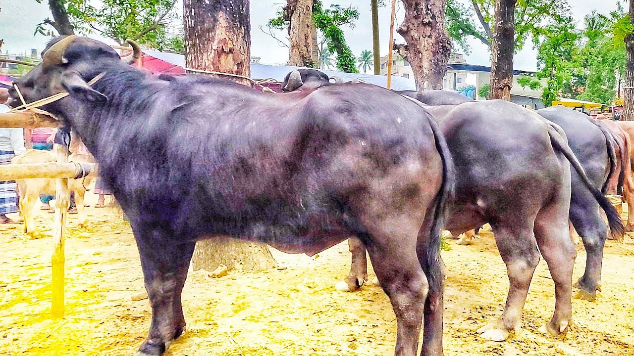 ৩০/৪/২৫/শুটান দেহের মহিষ ২৮ থেকে ২৯ হাজার টাকায় মন, মাংসের মহিষের দাম জানুন পাঁচবিবি হাট থেকে।