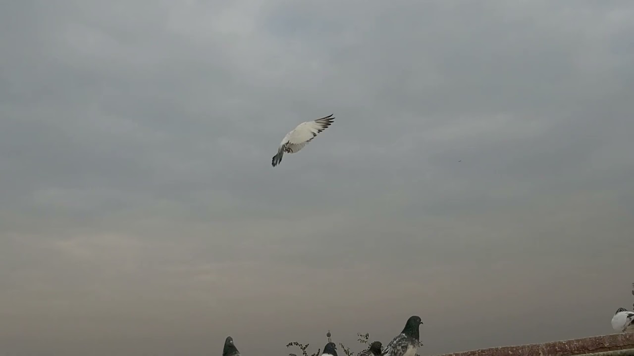 علاج خل التفاح