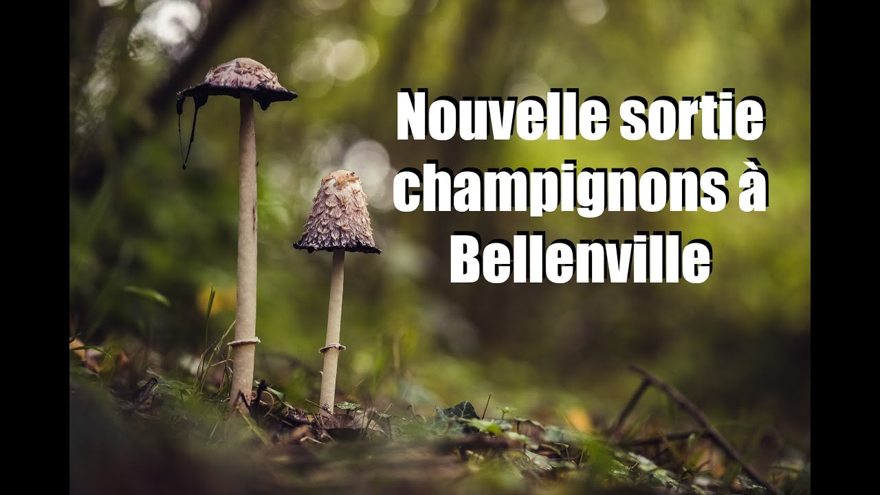 Sortie Champignons !