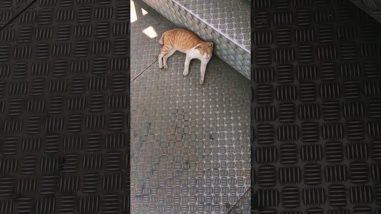 Ketemu kucing oren di halte busway