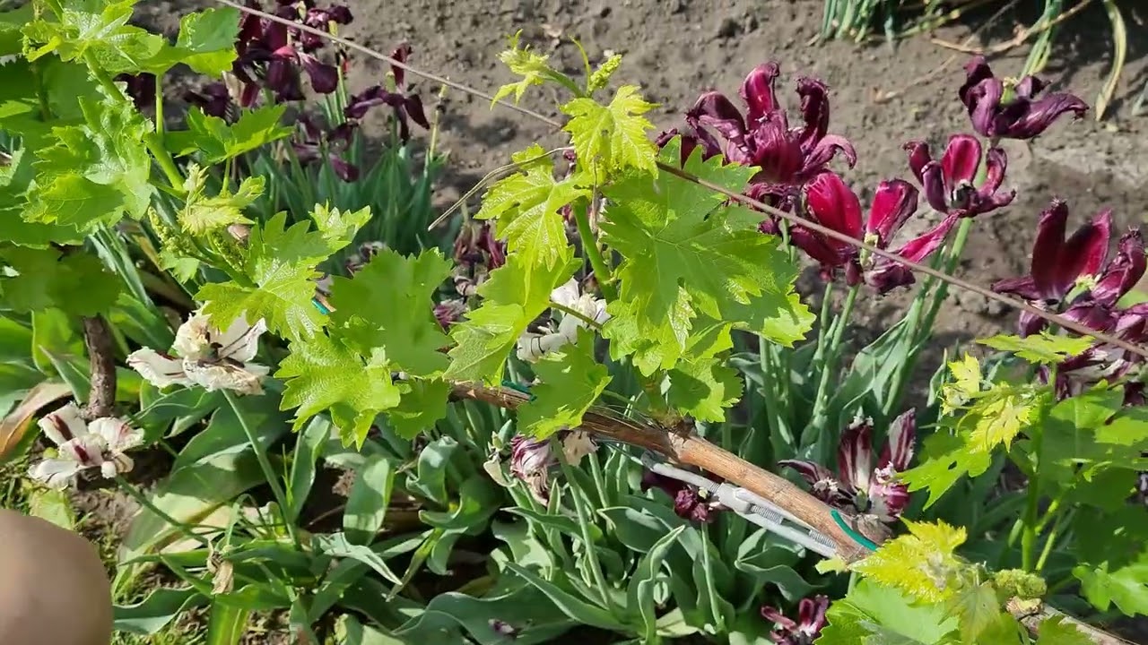 Szőlő hajtásválogatás #2, 2022.05.16-án -  Grape sprout selection #2, on May 16, 2022