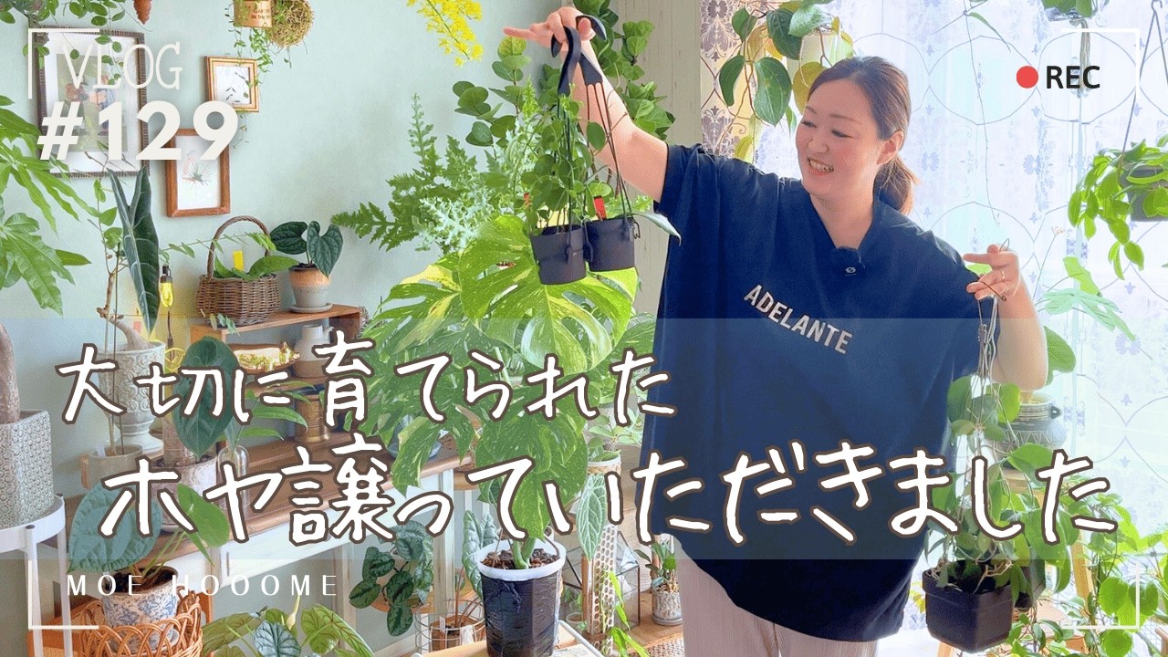 【ホヤを譲っていただきました】大切に育てられた植物を引き継ぎました（Vlog/129）