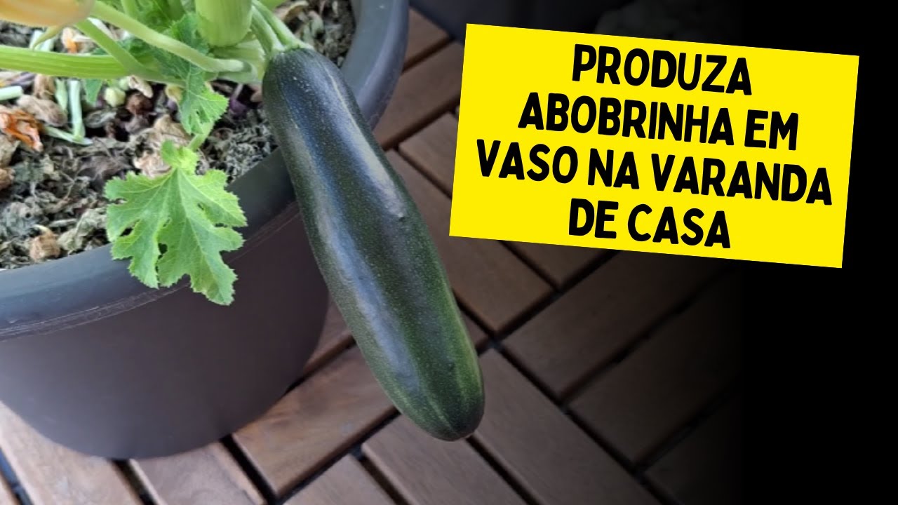 COMO CULTIVAR ABOBRINHA EM VASO: DO PLANTIO DA SEMENTE ATÉ A PRIMEIRA COLHEITA