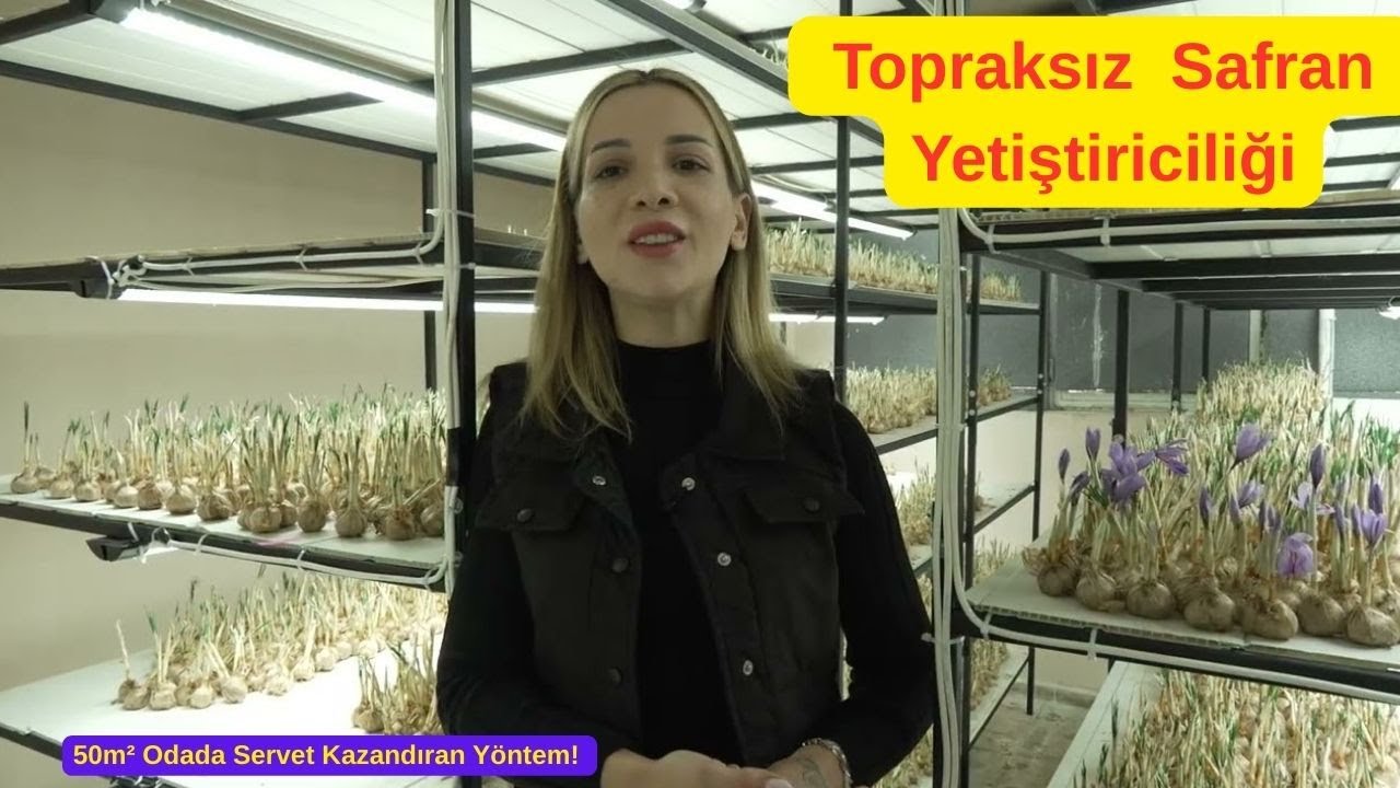 50m² Odada Servet Kazandıran Yöntem! 💰 |  Topraksız Safran Yetiştiriciliği