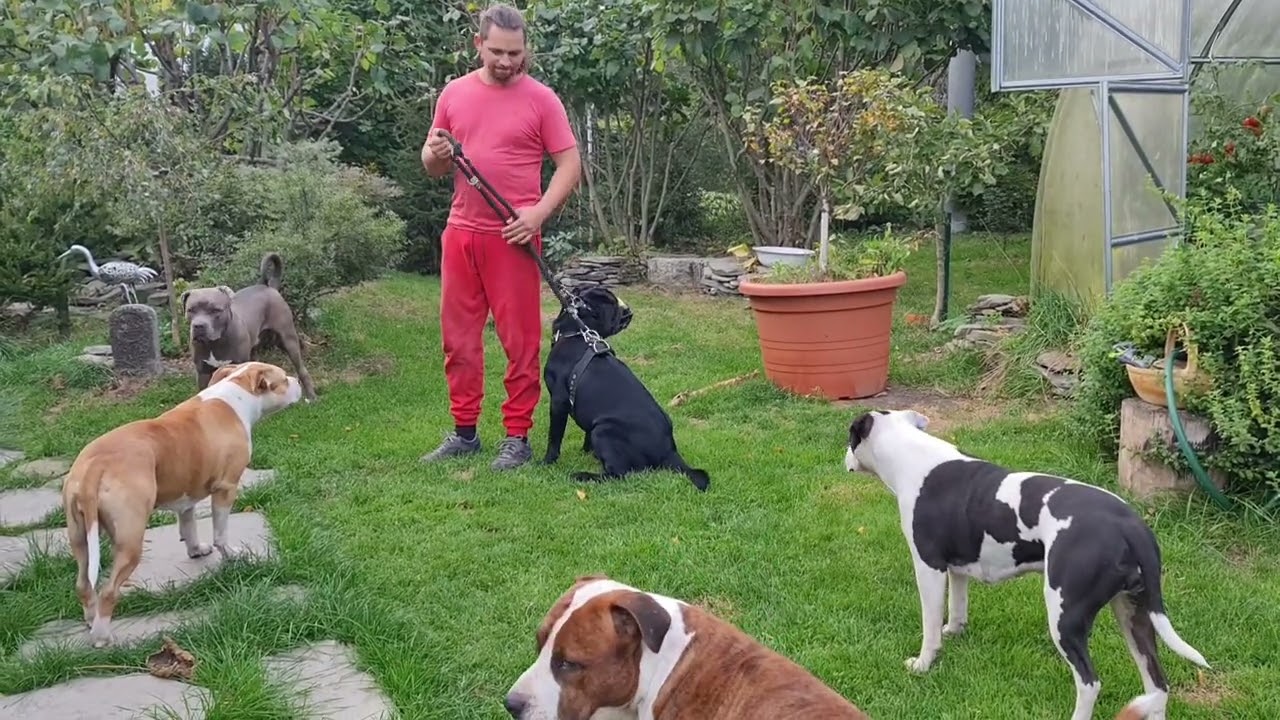 agresivní Labrador?
