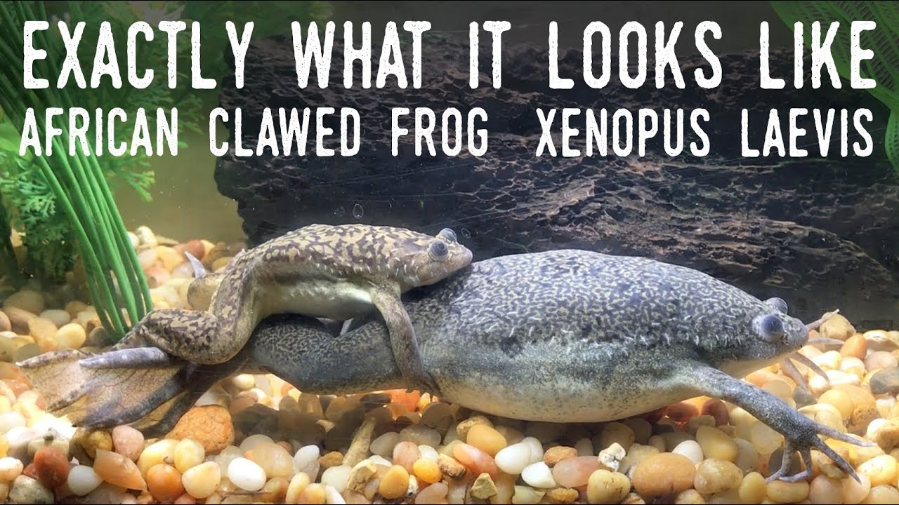 Squishy, Slippery ALIENS: Meeting my African Clawed Frogs