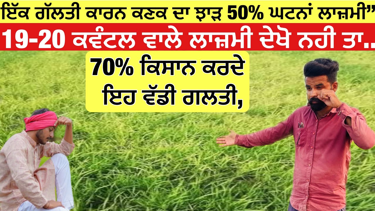 ਇੱਕ ਗਲਤੀ ਕਾਰਨ ਕਣਕ ਦਾ ਝਾੜ 50% ਘਟਨਾ ਲਾਜ਼ਮੀ ਦੇਖੋ 70% ਕਿਸਾਨ ਕਰਦੇ ਹੀ ਗਲਤੀ | wheat mistakes 