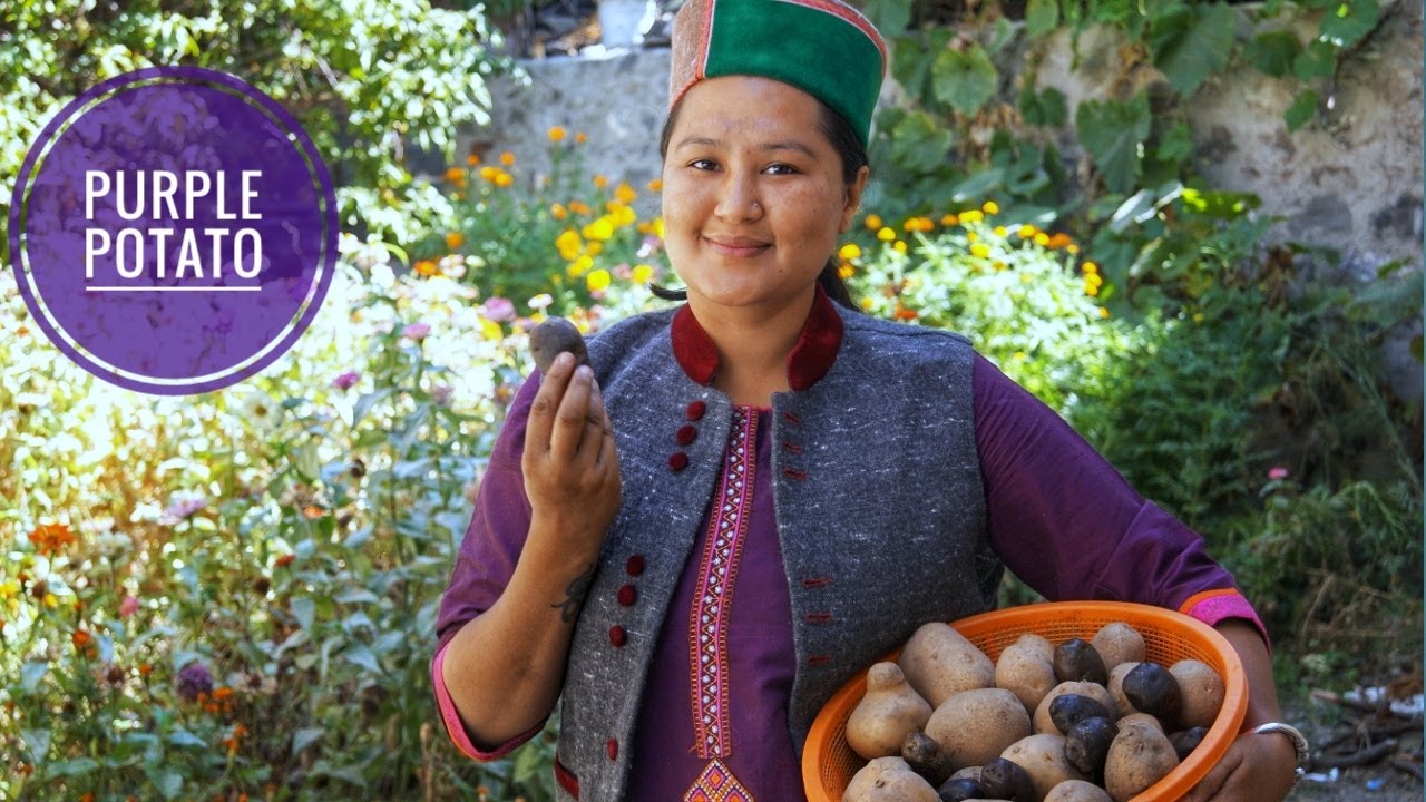 ||Potato(Purple,Red,Yellow)Harvesting(Potato French Fries Recipe) Kinnaur HP||