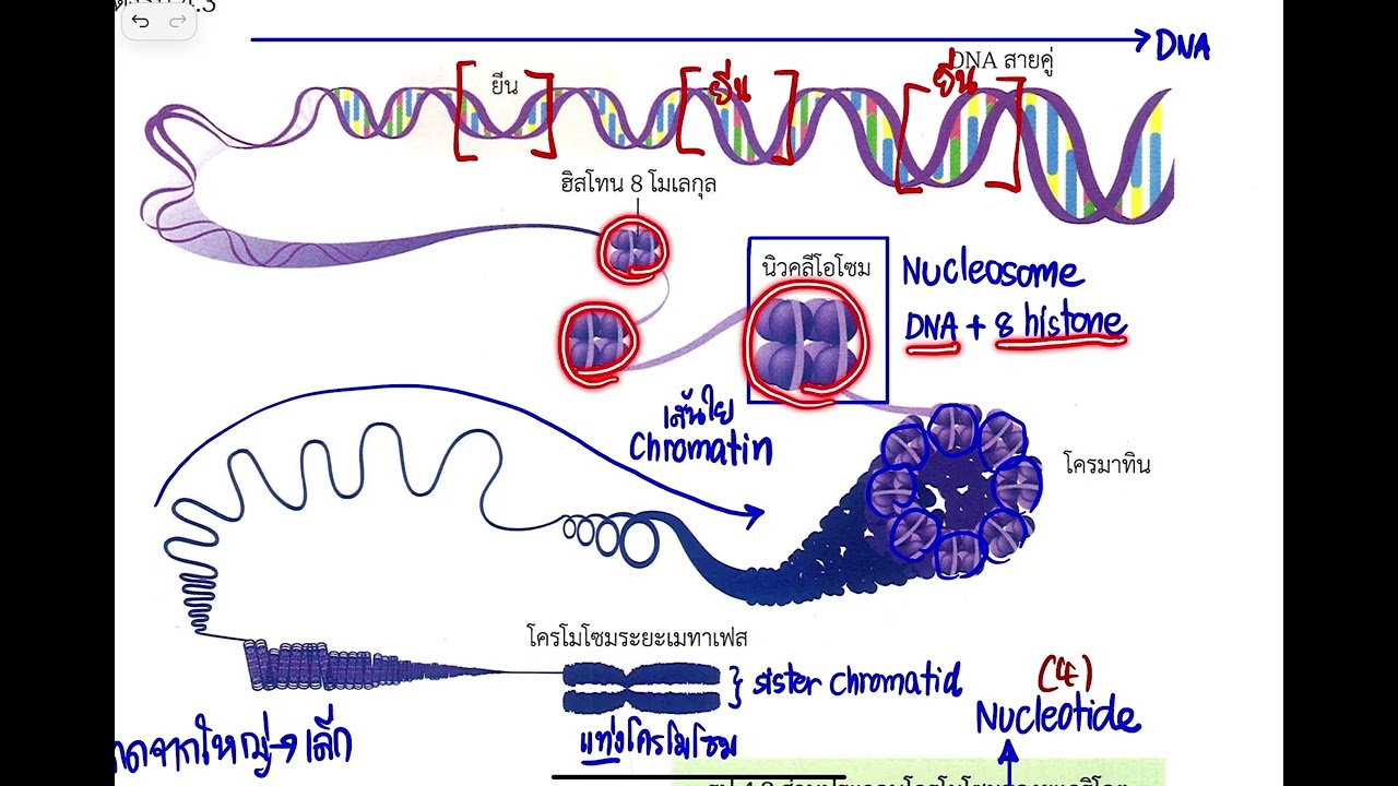 (25นาที) สรุปจุดเน้นโครโมโซมยีนและดีเอ็นเอ