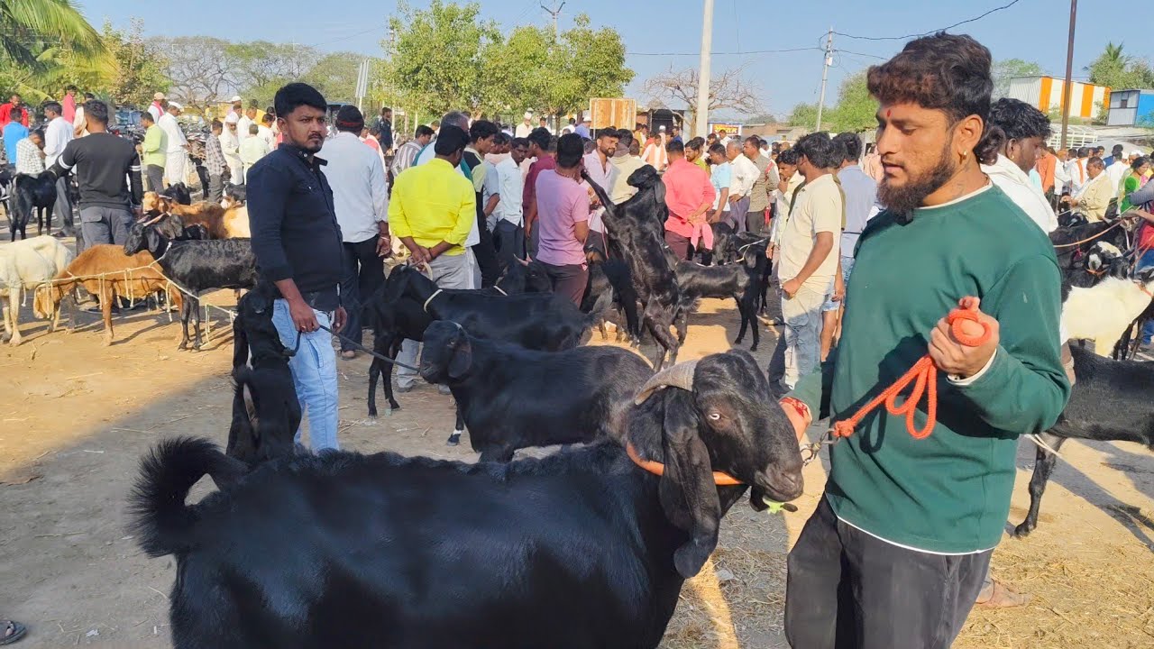 MANDRUP BAKRA MANDI (27-2-2026)