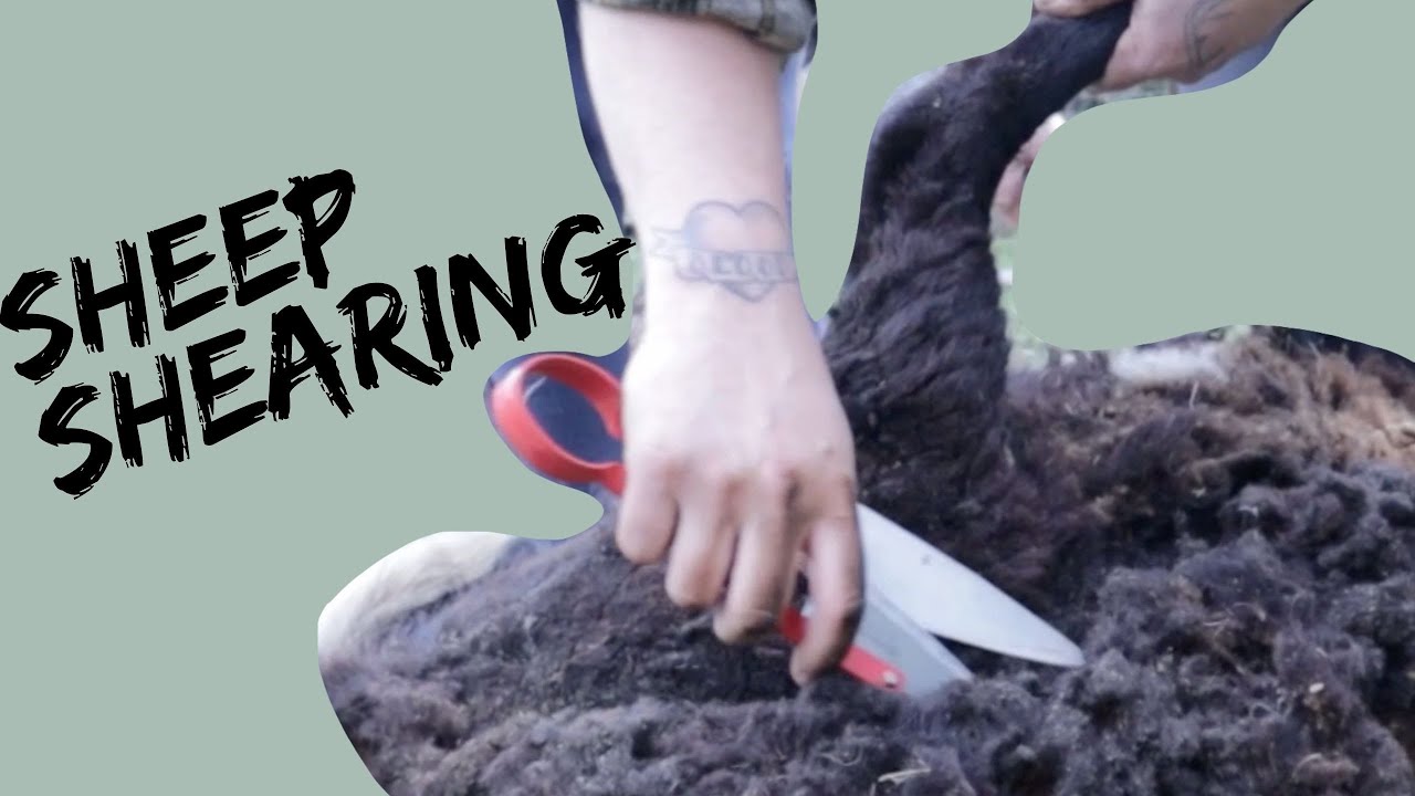 Sheep Shearing: A Fun Afternoon