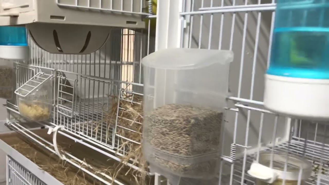 Canary breeding 2023 all paired up and nest building.