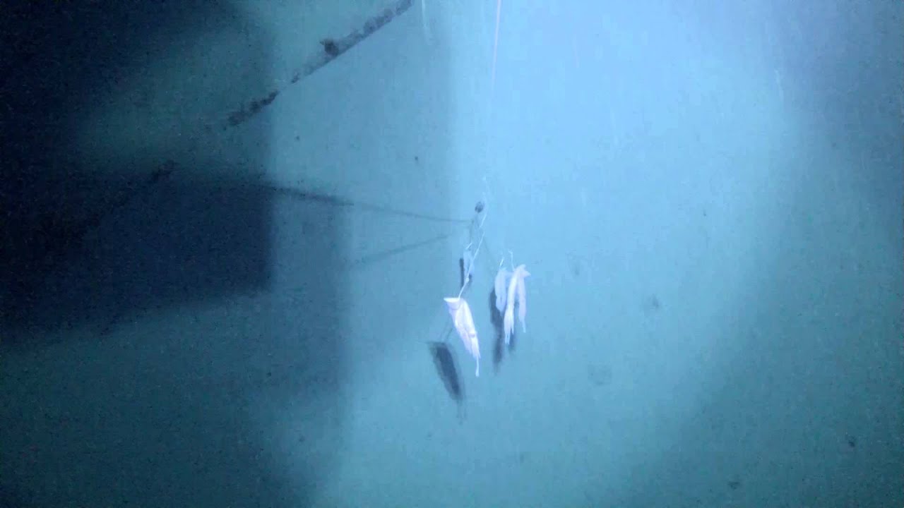 Deep dropping for Golden tilefish in Dry Tortugas, 800' underwater video