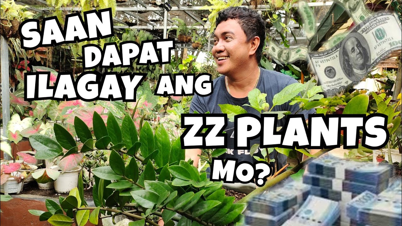 WHERE YOU SHOULD PLACE YOUR ZZ PLANTS? | FOR THRIVING & SYMBOLISM