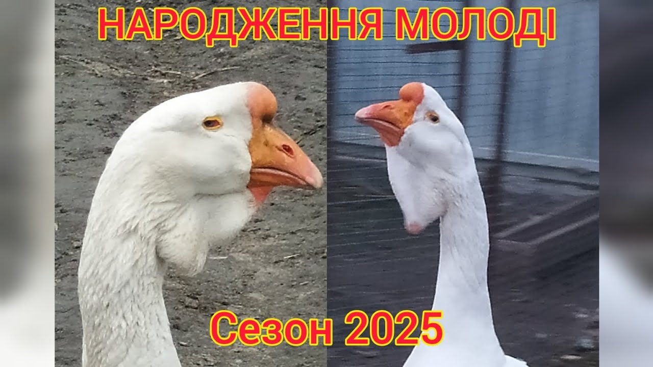 НОВЕ ПОКОЛІННЯ ГУСЕЙ ХОЛМОГОРІВ 2025