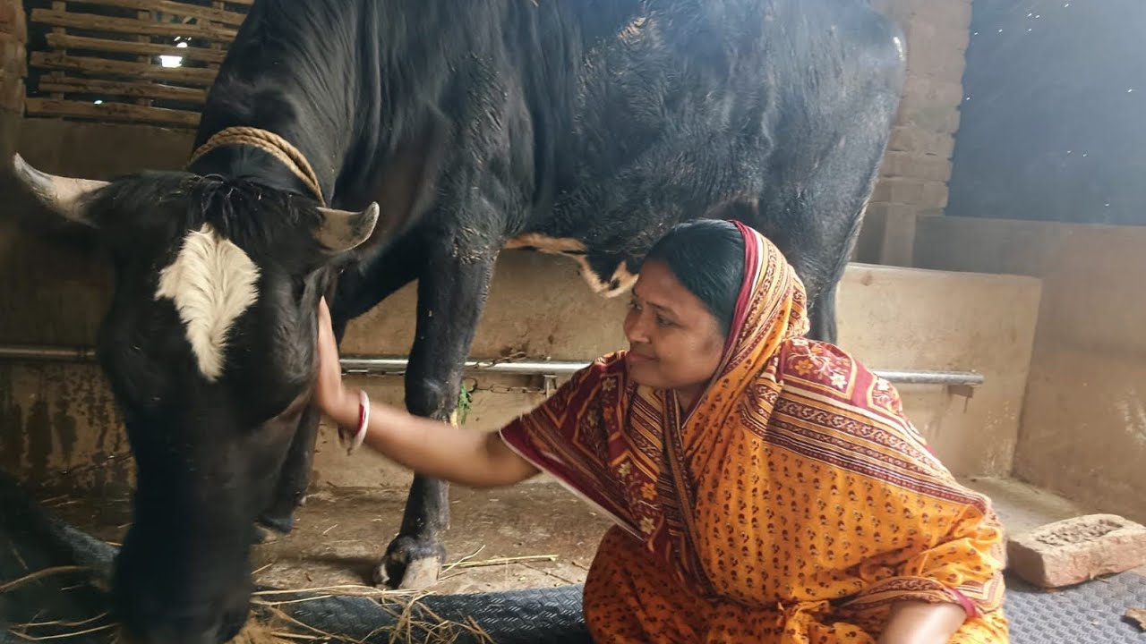 ।। আজকে আমার গোয়ালে গাভীকে আরামে রাখলাম ।।