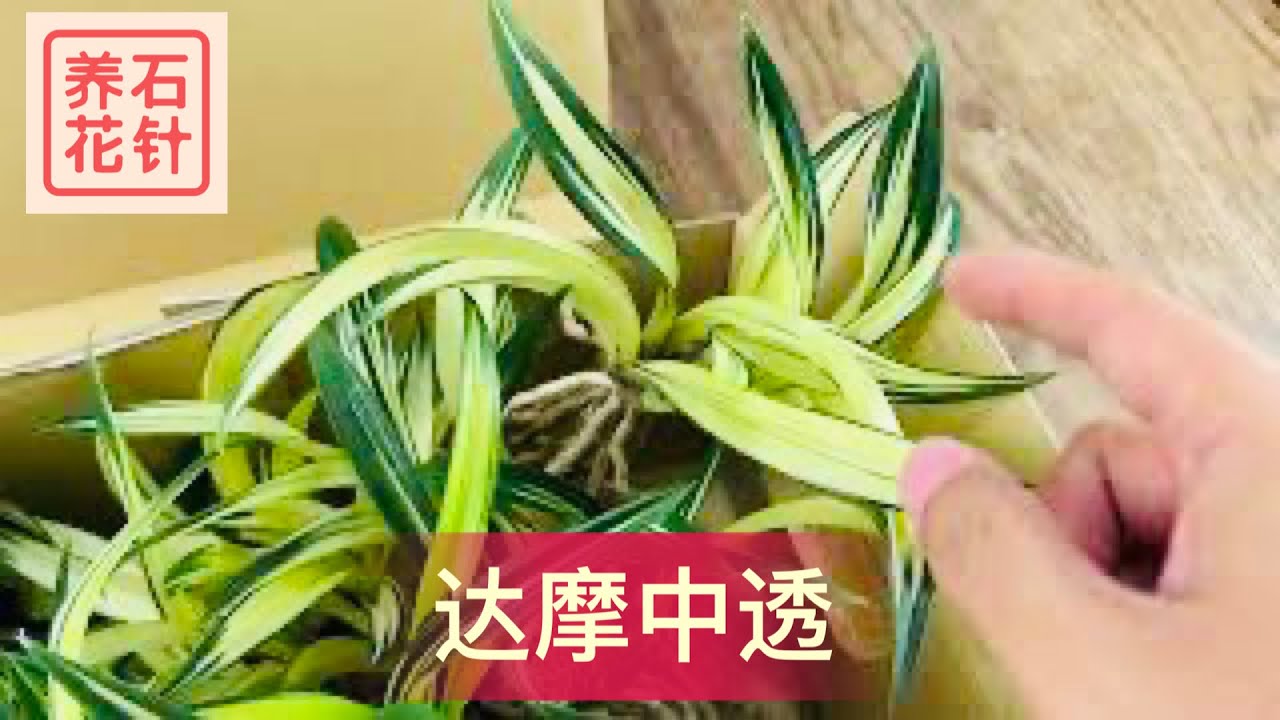 国兰“达摩中透” - 说说名字的由来 - 看看裸根的质量