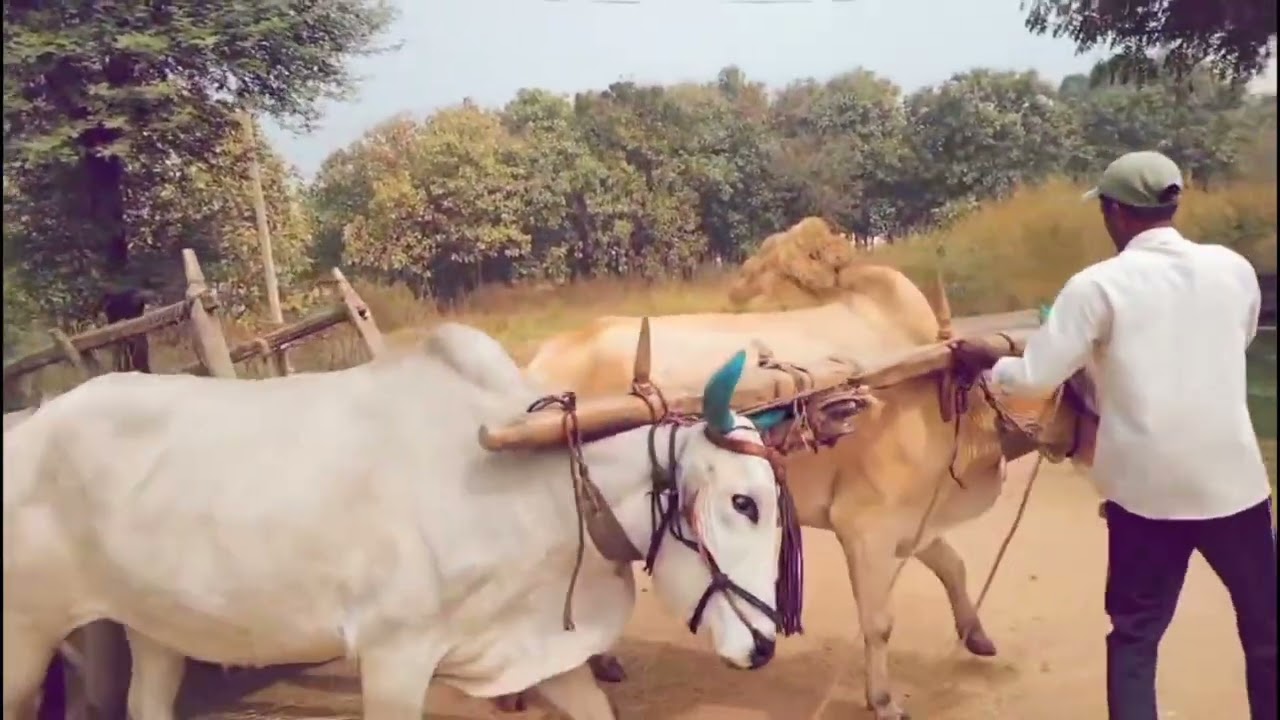 ఎడ్ల బండి ✨💗