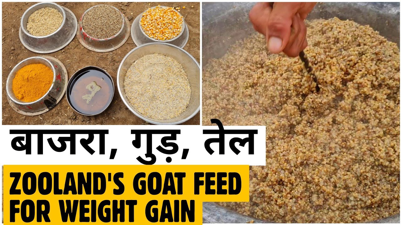 Weight Gain Formula For Goats | Zooland Jodhpur's Goat Feed बकरो का वज़न बढ़ाने के लिए खाना