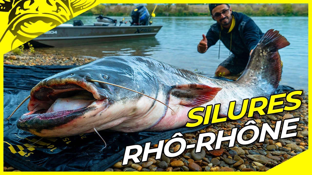 Des SILURES de Plus de 2 Mètres !? Pêche au Silure sur le Rhô-Rhône