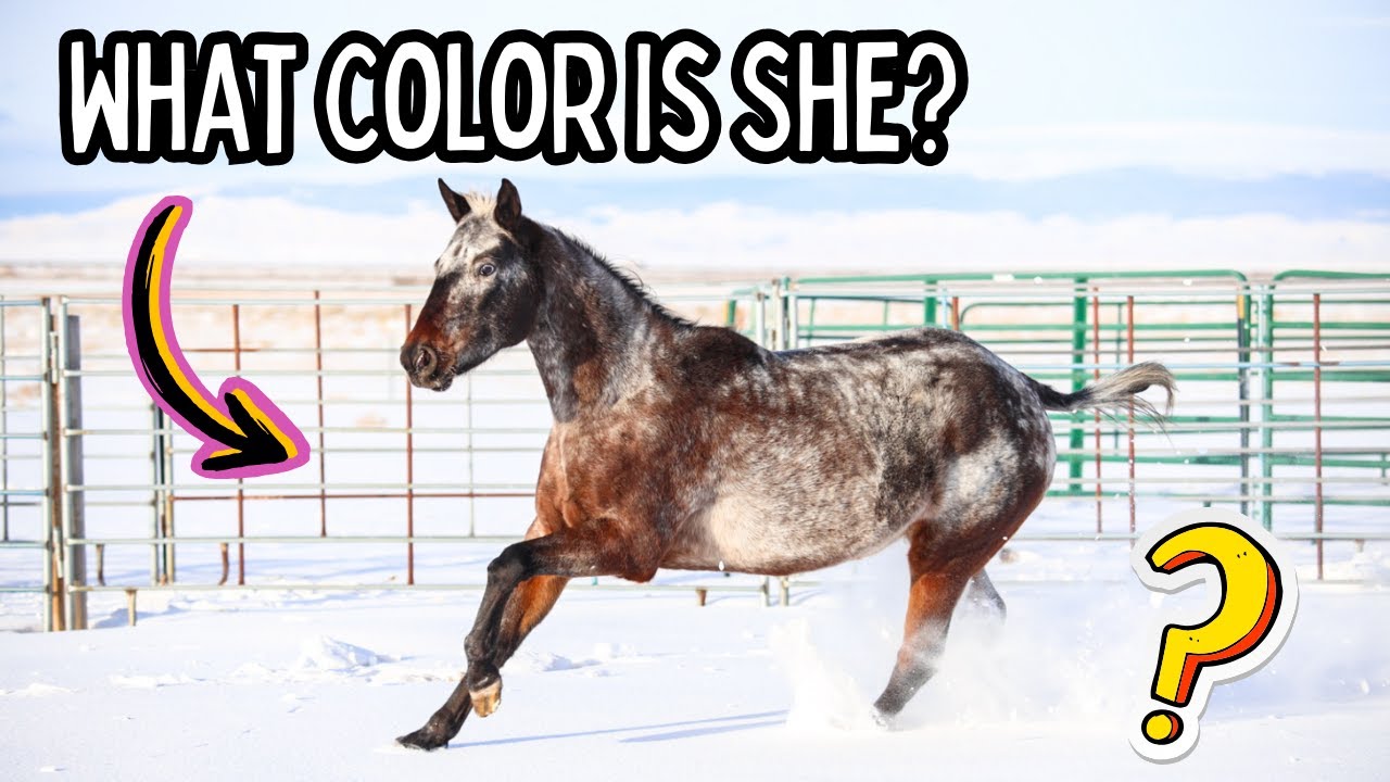 What Color is Rescue Horse Opal?