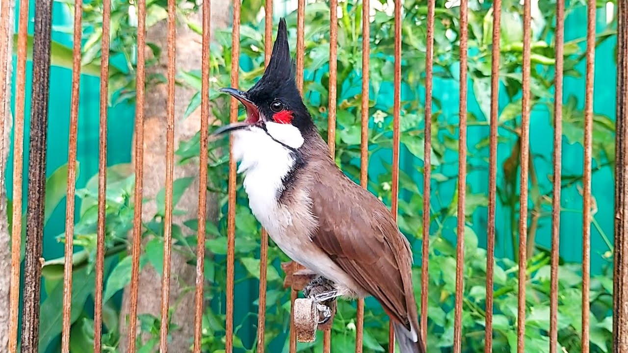 นกกรงหัวจุก จ้าวมาดี สำนวนดี #birds #animals #chaomao #bulbulbird #jambul #jambul #beautiful 