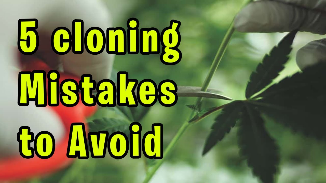 5 Mistakes You Should Avoid When Cloning