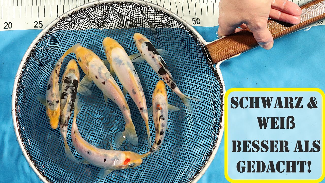 meine selbst gezüchteten Koi - Doitsu Shiro Bekko